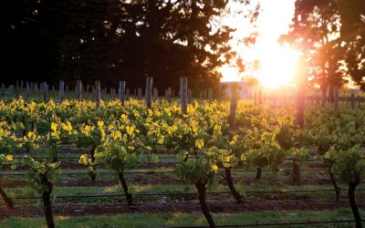 Going Global: A Taste of New Zealand