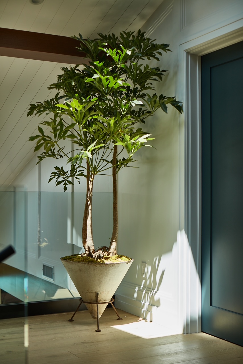 A tall indoor plant with twin trunks stands in a sculptural cone-shaped planter on metal legs, positioned near a doorway in a sunlit modern interior. Soft natural light highlights the plant’s lush green leaves against pale walls and a wood floor, creating a serene, minimalist atmosphere.