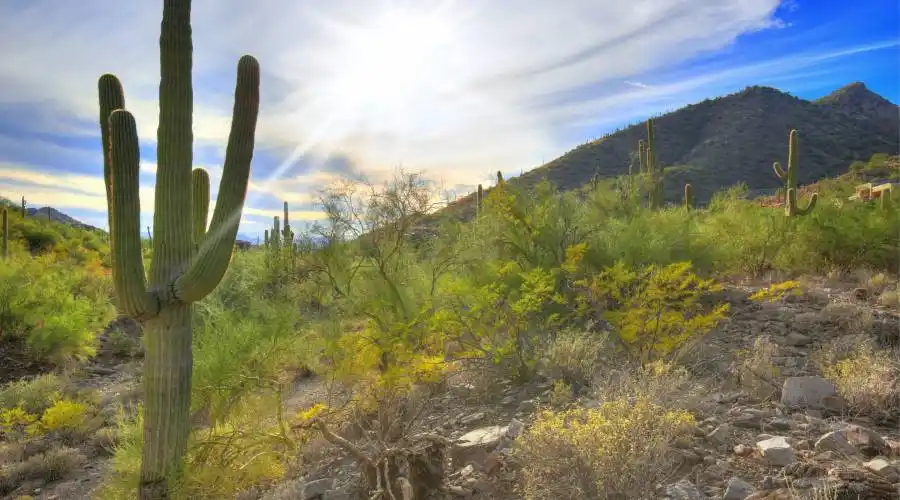 10931 E Canyon Cross Way, Scottsdale, Arizona 85255, United States, ,Land,For Sale,E Canyon Cross Way,989295