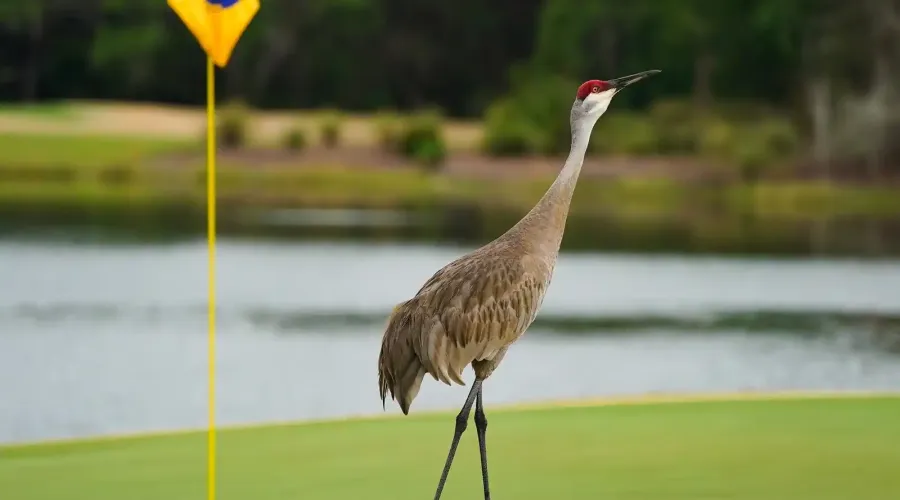 8305 Farington Court, Bradenton, Florida, 34202, United States, 4 Bedrooms Bedrooms, 12 Rooms Rooms,5 BathroomsBathrooms,Residential,For Sale,Farington,1945373